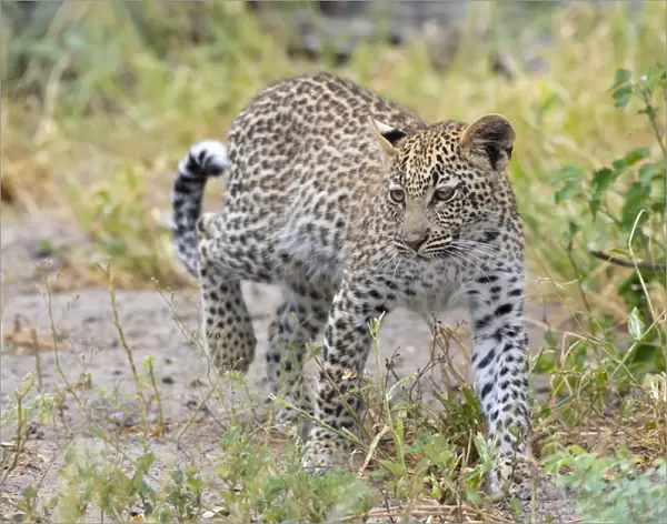 Leopard (Panthera pardus) young female walking, Okavango Delta, Botswana