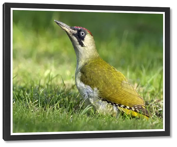 European Green Woodpecker (Picus viridis) in grass, Den Helder, Noord-Holland