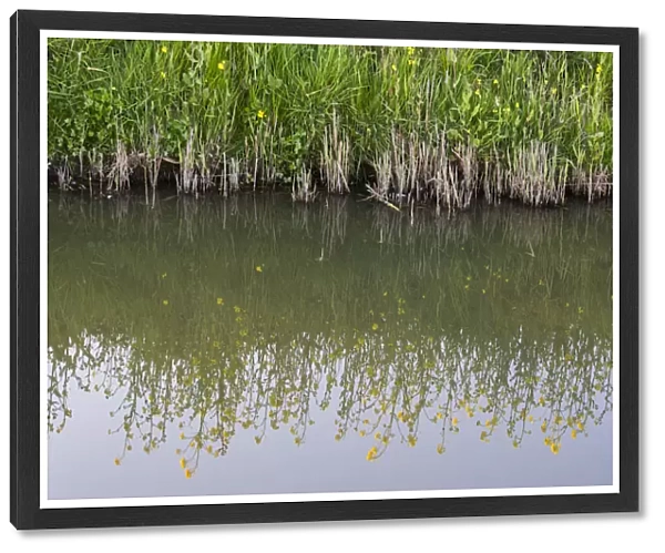 flowering Rapeseed (Brassica napus) in the reflection of the ditch, The Netherlands