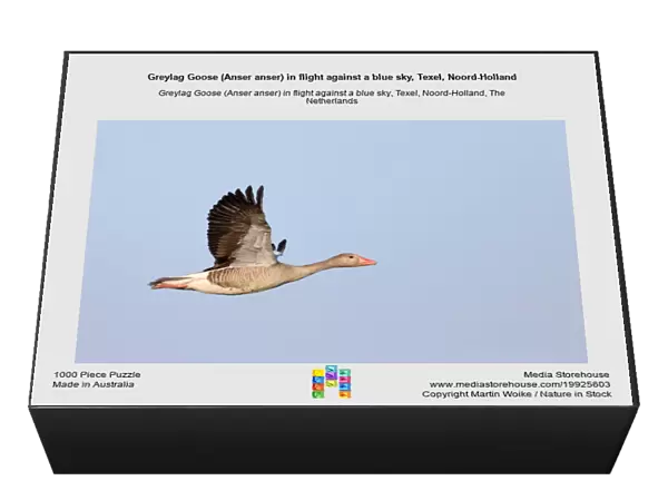 Greylag Goose (Anser anser) in flight against a blue sky, Texel, Noord-Holland