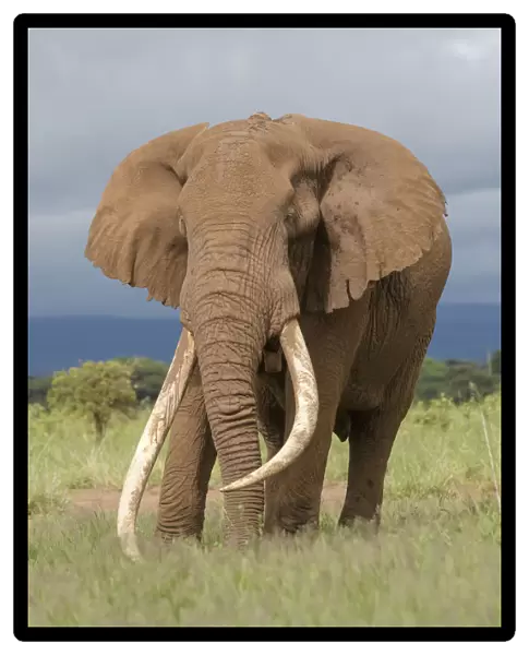 African Elephant (Loxodonta africana) bull with large tusks called Tim the Tusker