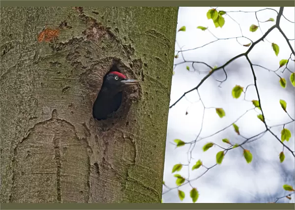 Black Woodpecker (Dryocopus martus) looking out of its nesthole