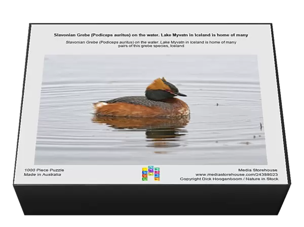 Slavonian Grebe (Podiceps auritus) on the water. Lake Myvatn in Iceland is home of many