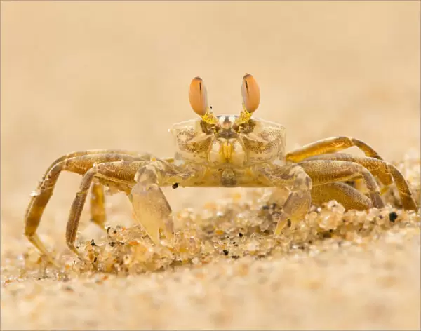 Ghost crab (Ocypode brevicornis) sitting next to its burrow, Yala national park, Sri Lanka