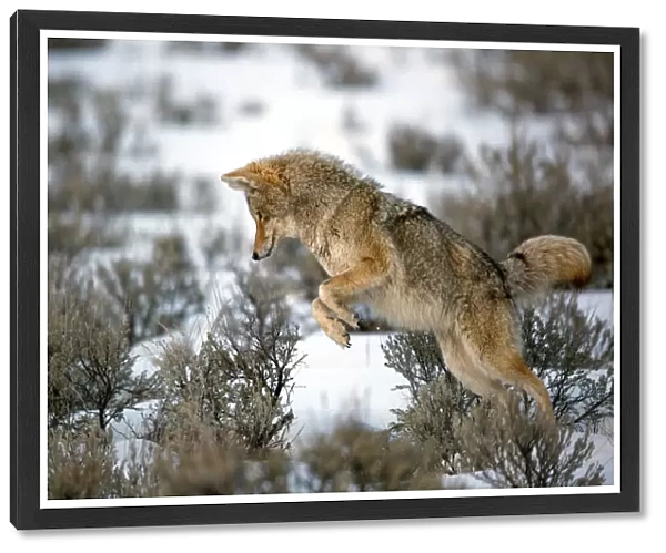 Coyote (Canis Latrans) leaps on a vole as he hunts in Yellowstone National Park, Wyoming, United States, Wyoming, United States