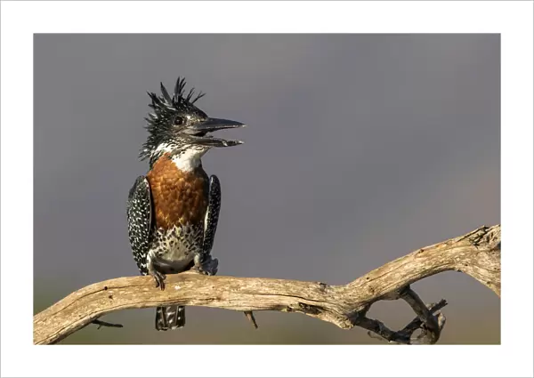 Giant Kingfisher (Megaceryle maxima) perched on a branch with open bill, Zimanga Game Reserve, Kwa Zulu Natal, South Africa