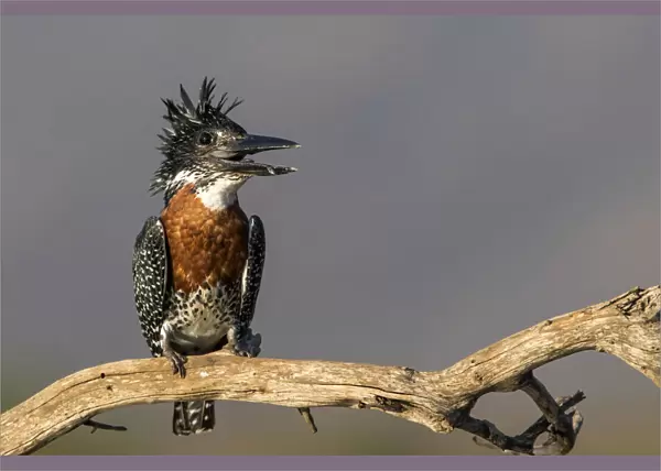 Giant Kingfisher (Megaceryle maxima) perched on a branch with open bill, Zimanga Game Reserve, Kwa Zulu Natal, South Africa