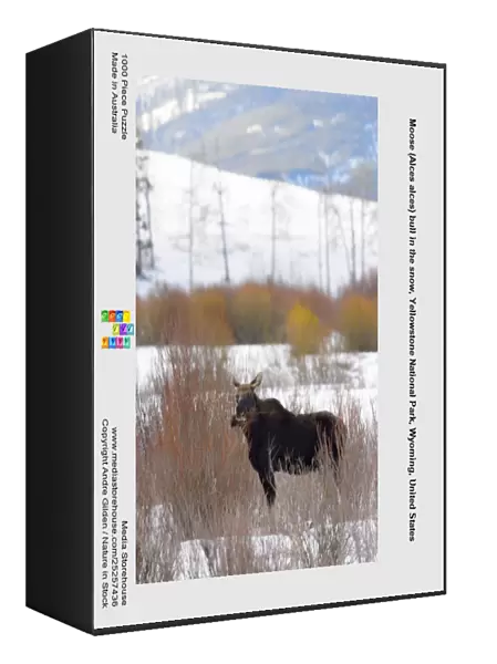 Moose (Alces alces) bull in the snow, Yellowstone National Park, Wyoming, United States