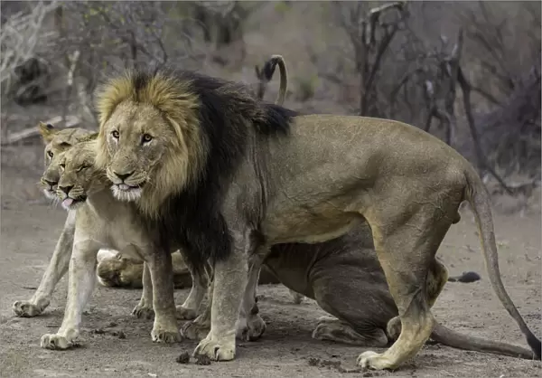 Lion (Panthera leo) pack standing, North West, South-Africa