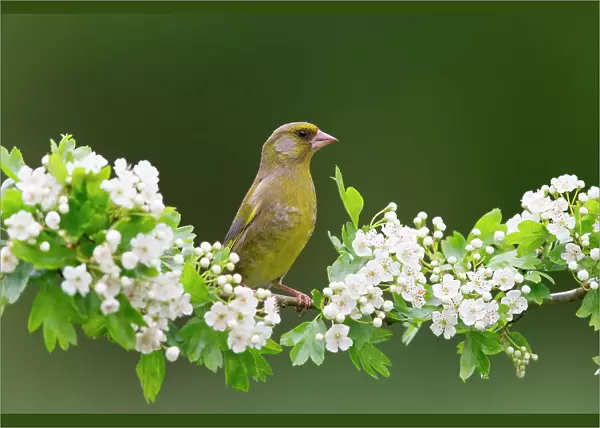 European Greenfinch (Chloris chloris) adult male perched on Common Hawthorn (Crataegus oxyacantha) with blossom, Suffolk, England