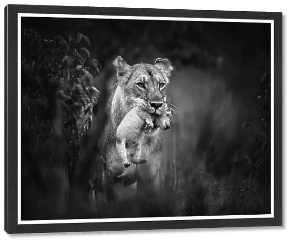 Lioness (Panthera leo) carrying cub, Maasai Mara National Reserve, Rift Valley Province, Kenya