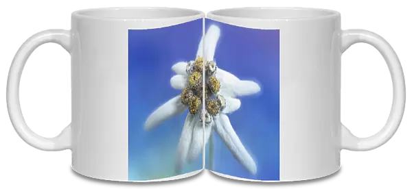 CA_05. Leontopodium alpinum. Edelweiss. White subject