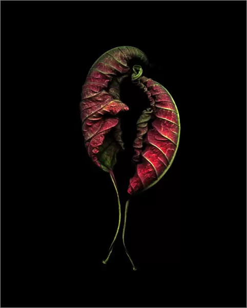 AMF_0063. Euphorbia pulcherrima. Poinsettia. Red subject. Black b / g