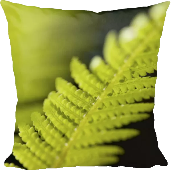 AMF_0021. Dicksonia antartica. Fern - Tree fern. Green subject. Green b / g