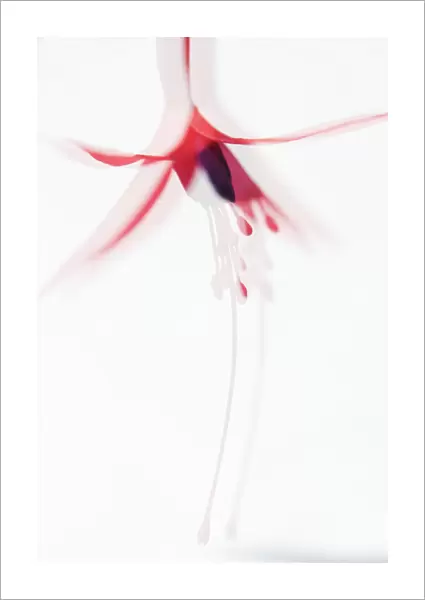 AMF_0006. Fuchsia Riccartonii. Fuchsia. Red subject. White b / g