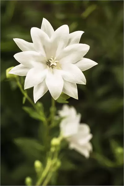 Balloon flower, double white, Platycodon grandiflorus Hakone White