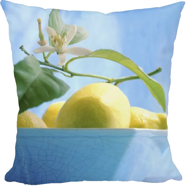 BA_0082A. Citrus limon. Lemon. Yellow subject. Blue b / g