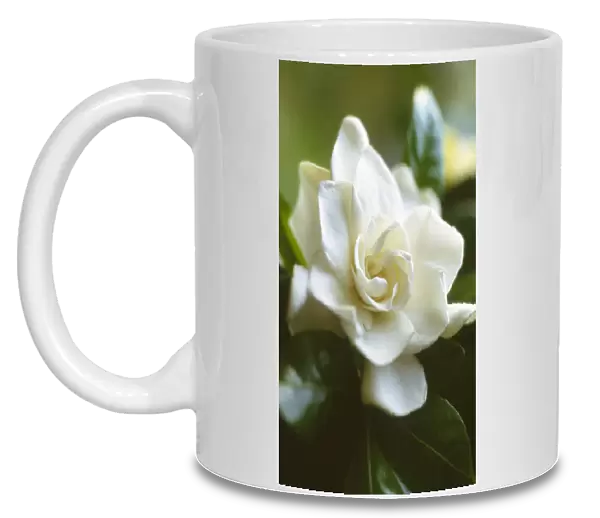 CS_1623. Gardenia augusta. Gardenia. White subject