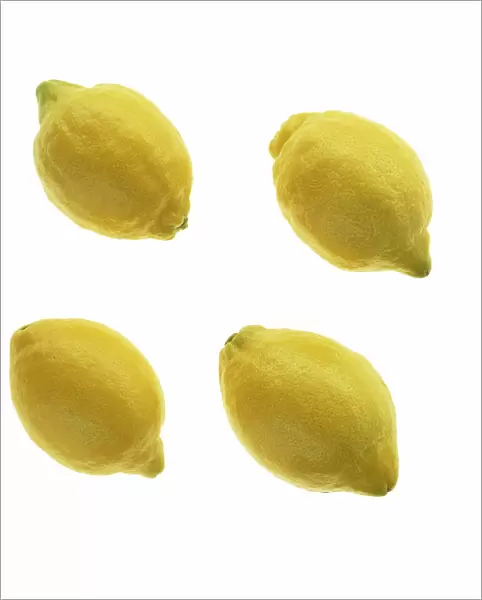 CS_1657. Citrus limon. Lemon. Yellow subject. White b / g