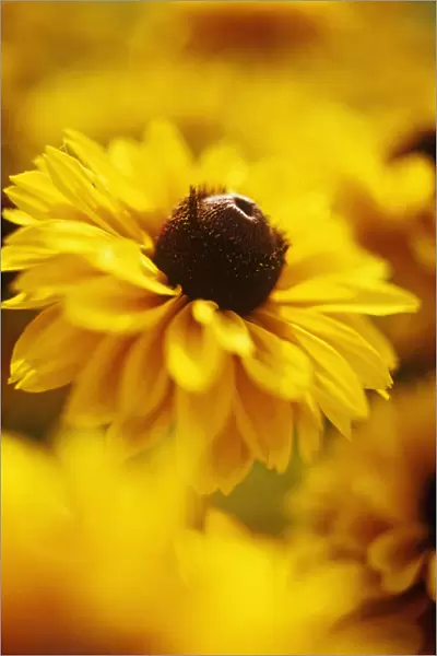 CS_2831. Rudbeckia hirta Indian Summer. Coneflower  /  black-eyed Susan. Yellow subject