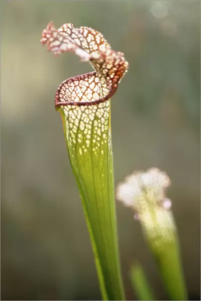 CS_719. Sarracenia leucophylla. Pitcher plant