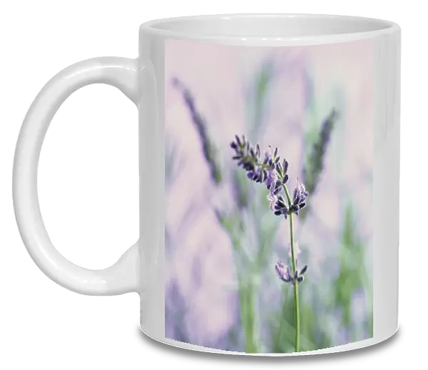 CS_553. Lavandula augustifolia. Lavender. Purple subject. Mauve b / g