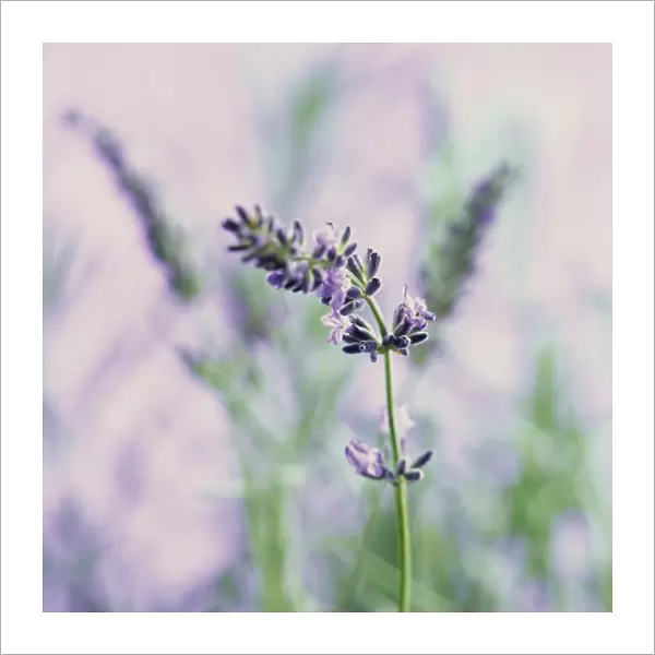 CS_553. Lavandula augustifolia. Lavender. Purple subject. Mauve b / g