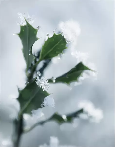 Holly, Ilex aquifolium, leaves with melting snow against a pale blue background