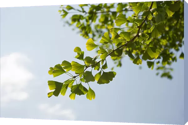 Gingko, Maidenhair tree, Gingko biloba, leaves viewed against a blue sky