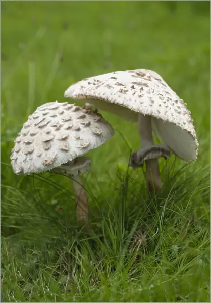 Mushroom, Horse mushroom, Agaricus arvensis, Side view of two mushrooms showing scales