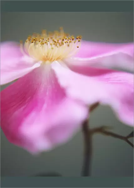 DM_0032. Rosa canina. Rose  /  Wild rose  /  Dog rose. Pink subject. Green b / g