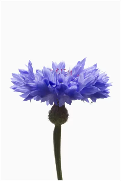 EJT_0076. Centaurea cyanus. Cornflower. Blue subject. White background