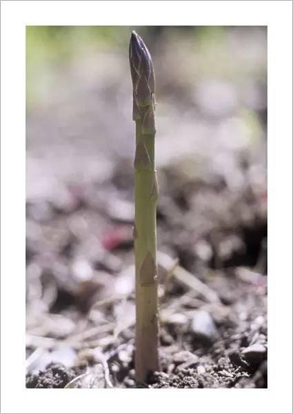 GC_0443. Asparagus officinalis. Asparagus. Green subject