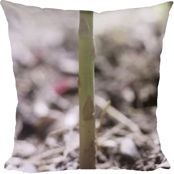 GC_0443. Asparagus officinalis. Asparagus. Green subject