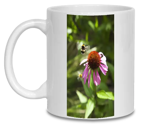 Echinacea. Coneflower, Echinacea purpurea