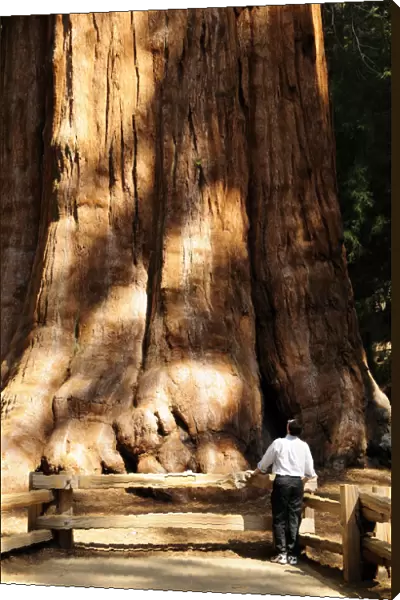 redwood, sequoia sempervirens
