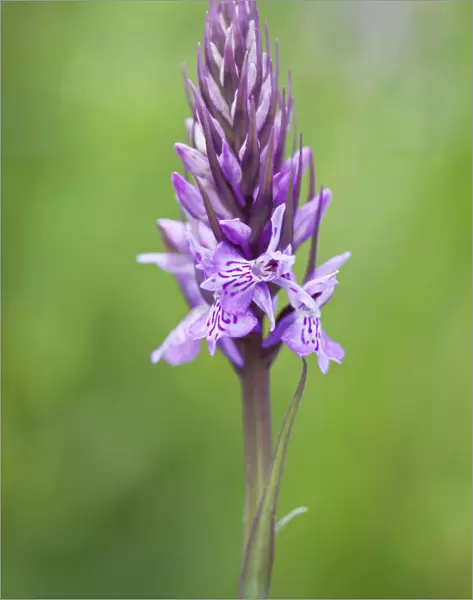orchid, common spotted orchid, dactylorhiza fuchsii