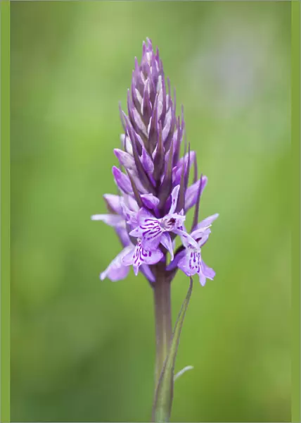 orchid, common spotted orchid, dactylorhiza fuchsii