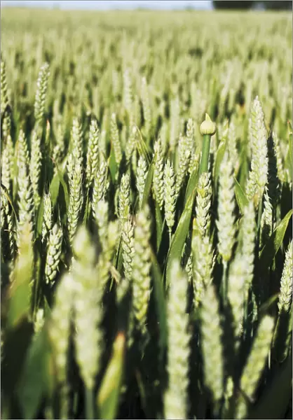 GP_0368. Triticum aestivum Squareheads monster. Wheat - Bread wheat. Green subject