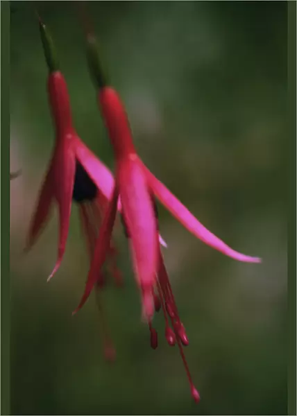 GP_0253. Fuchsia magellanica. Fuchsia. Pink subject