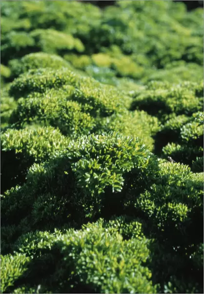 JMC_FV09. Petroselinum crispum. Parsley - Curly parsley. Green subject. Green b / g