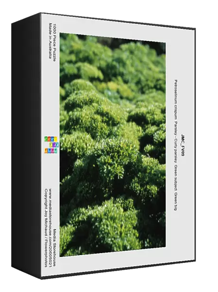 JMC_FV09. Petroselinum crispum. Parsley - Curly parsley. Green subject. Green b / g