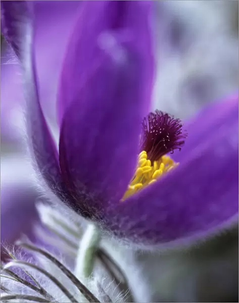 JCB_0209. Pulsatilla vulgaris. Pasque flower. Purple subject