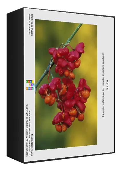 JCB_F30. Euonymus europaeus. Spindle Tree. Red subject. Yellow b / g