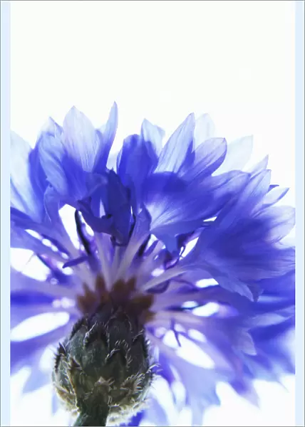 JM_0061. Centaurea cyanus. Cornflower. Blue subject. White b / g