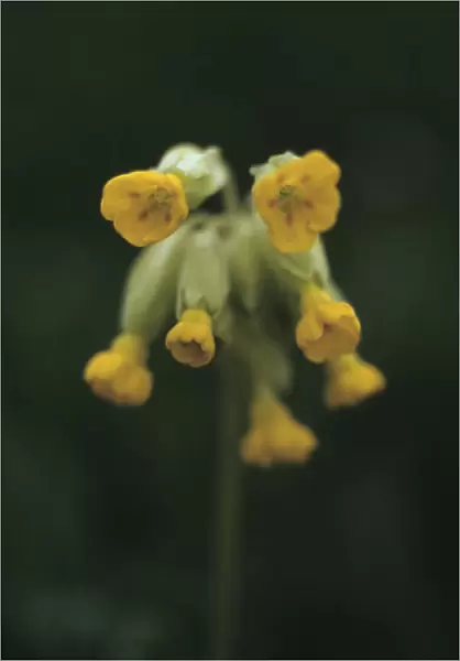 JOC_40. Primula veris. Cowslip. Yellow subject. Green b / g