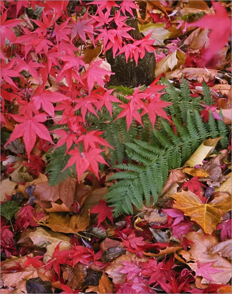 JN_0119. Acer Palmatum Atropurpureum. Japanese maple. Mixed colours subject