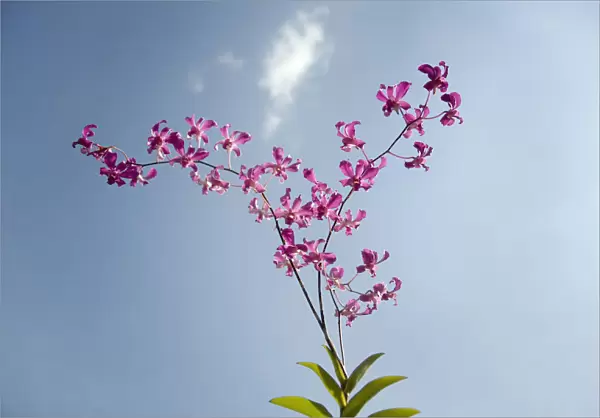 JN_0116. Cattleya - variety not identified. Orchid. Pink subject. Blue b / g