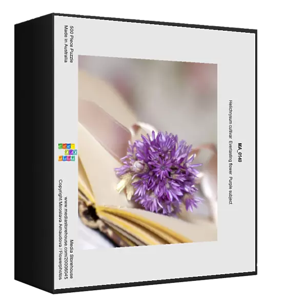 MA_0140. Helichrysum cultivar. Everlasting flower. Purple subject
