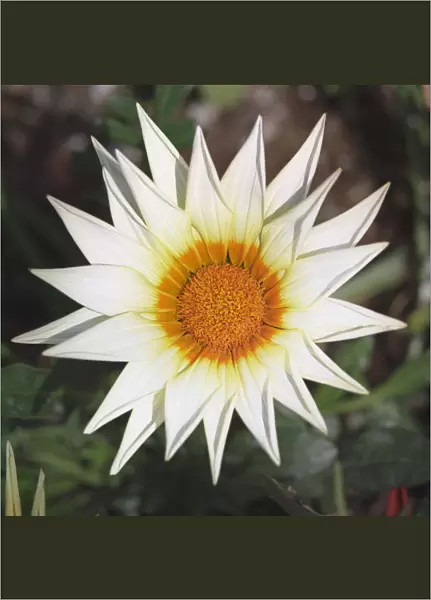 JN_0062. Gazania - variety not identified. Gazania  /  Treasure flower. White subject